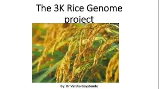 3K rice Genome project