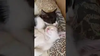 Забавные котята