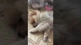 марсик