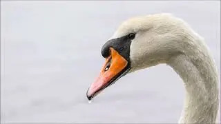 Swan Sound | Animal Sounds