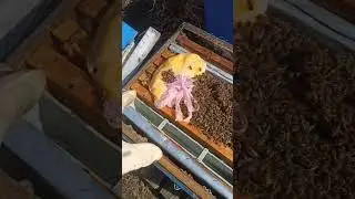 🐝🍯