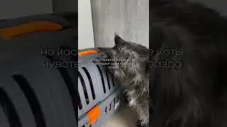 Как думаете он рад? #мейнкуны #кот