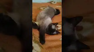 Кот Эверест. Хорошо лежу.