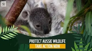 Protect Aussie Wildlife 🐨 WWF-Australia