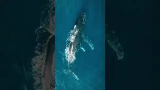 A mother whale takes care of her baby in Hawaii! 🐳💙