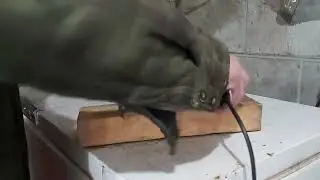 Oregon Dremel File Replacement