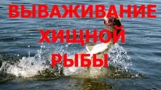 ПРАВИЛЬНОЕ ВЫВАЖИВАНИЕ РЫБЫ.