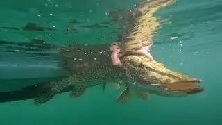 Pesca al luccio sul Lago Maggiore