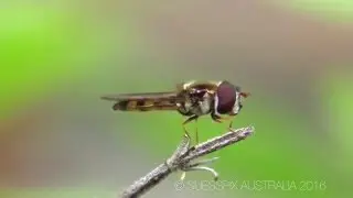 Grooming Hover Fly -Simosyrphus grandicornis-1080P HD