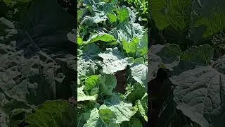 Почему вместо кочана у капусты растут листья лопухи
