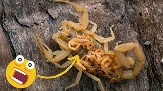 SHOCKING images of the TOP 12 Most Impressive SCORPIONS in the World