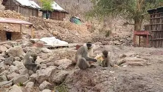 The monkeys of Ditilou having their breakfast, Tadjourah region, Djibouti, 06.2019