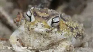 Worlds cutest frog - all new footage!