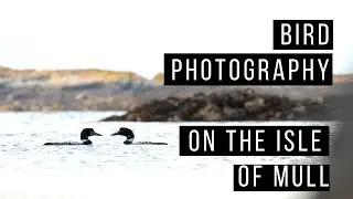 Bird Photography - Capturing the Great Northern Diver (Common Loon)