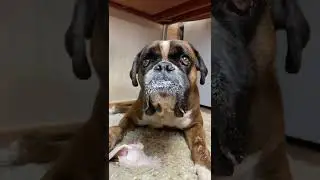 Ухо для Тайсона