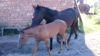 Кони в Енисейске