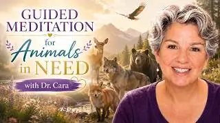 Guided Meditation for Animals in Need