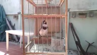 Canto de corbatita.                El regalo.