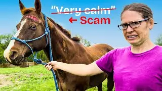 The Horse We Bought Was Wild. (SCAMMED)