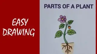 Parts of a plant easy drawing/ how to draw a plant very easily