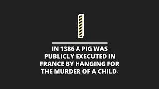 Odious Daily-Hanging Pork
