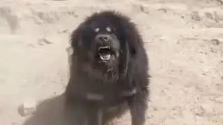 ABORIGINAL TIBETAN MASTIFF 4/MOUNTAIN DOG