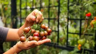 Bittersweet time in the garden: Garlic orders & last tomatoes
