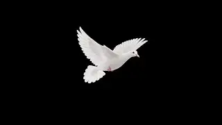 pigeon black screen video | pigeon flying black screen | bird effect black screen