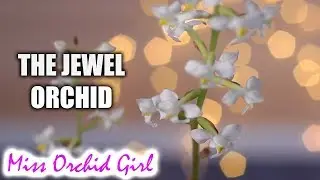Ludisia discolor in bloom! - The Jewel Orchid