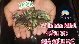 La Hán đầu TO size NHỎ giá RẺ