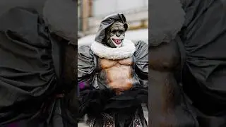 Take picture of a Monkey beast in Venice #streetphotography #streetstylephotography #venezia #pov