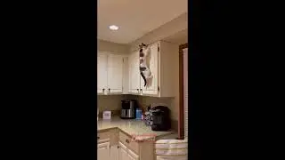 Cat jumps to ceiling to get bug