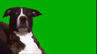 Funny Dog Reaction green screen