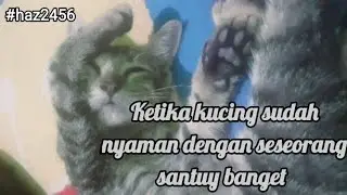 💚Ketika Kucing Sudah Nyaman Dengan Seseorang Santuy Banget