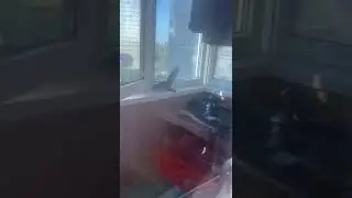 Ласточка на  балконе