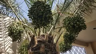 Grow dates at home complete guide step by step | kahjoor ghar pr asani say lgayain