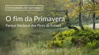 Fotografia de NATUREZA | Últimos dias de Primavera | PICOS DA EUROPA