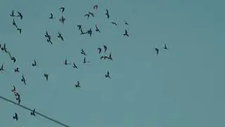 the successful hunting hawk вдале полювання яструба. удачная охота ястреба