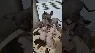 Канадський сфінкс продам Кишеняток