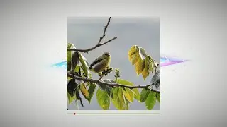 WROT - Entre las hojas y el viento