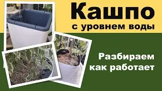 КАШПО\ ГОРШОК С АВТОПОЛИВОМ для цветов С УРОВНЕМ ВОДЫ. Принцип работы. Что стоит учитывать