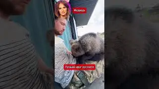 Медведь   лучший друг русского (перевод Томи Ларен)