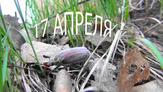 Майский жук 17 апреля