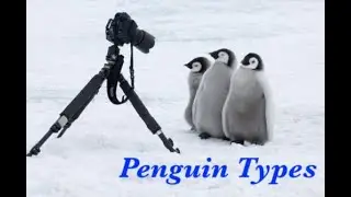 All 18 Penguin Types