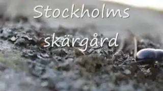 Underbara skärgård