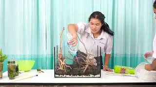 รางวัลรองชนะเลิศอันดับ 1 การประกวดตกแต่งตู้พรรณไม้น้ำสวยงาม เรื่องเพียงดินเคียงนาคา