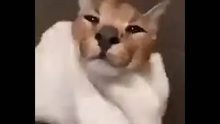 Шлёпа