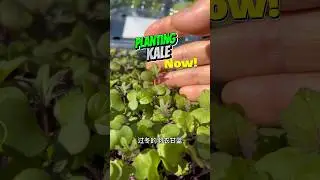 秋天播种羽衣甘蓝 过冬收菜苔. Start seedling now，harvest kale’s flower stems in Spring