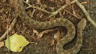 venomous Snake - Macrovipera Lebetina - გიურზა - ნაფარეული - ლაფანყურის დამაკავშირებელ გზაზე იყო