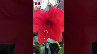 Azucenas en floración.